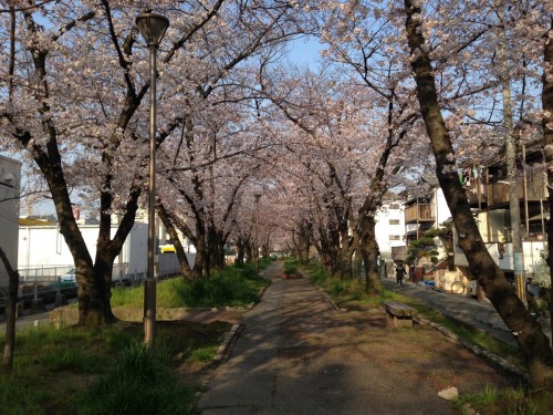 通勤途中の桜並木　