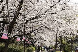 柴島桜